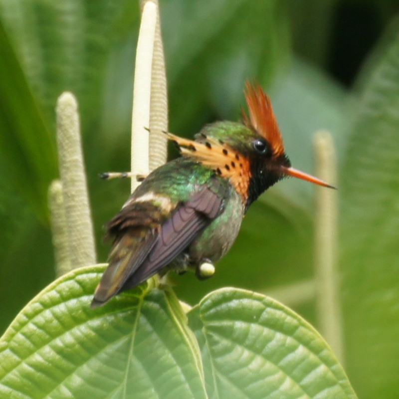 Tufted Coquette Hummingbird, Lophornis ornatus