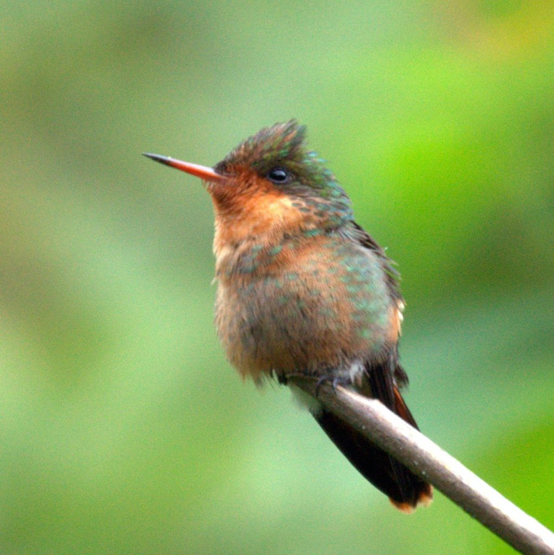 Tufted Coquette Hummingbird, Lophornis ornatus