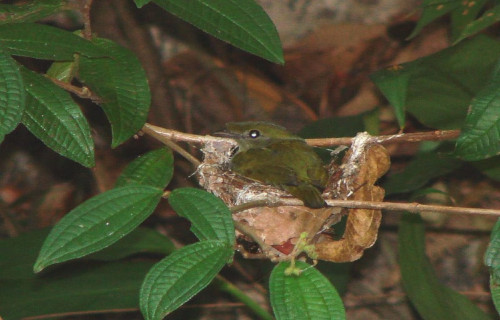 Araripe Manakin, Antilophia bokermanni