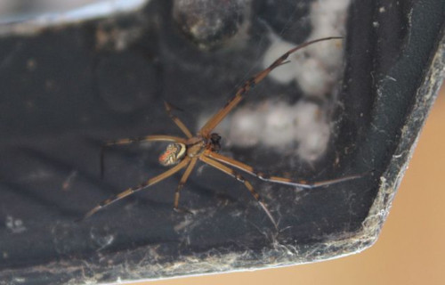 Brown Widow Spider, Latrodectus geometricus