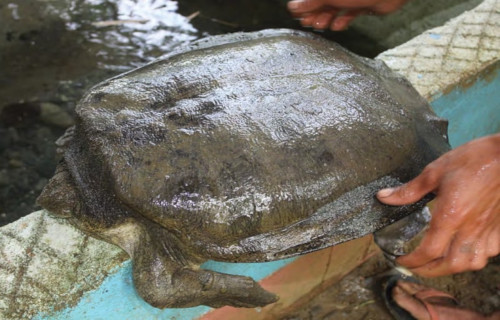 Cantors Giant Softshell Turtle, Pelochelys cantorii