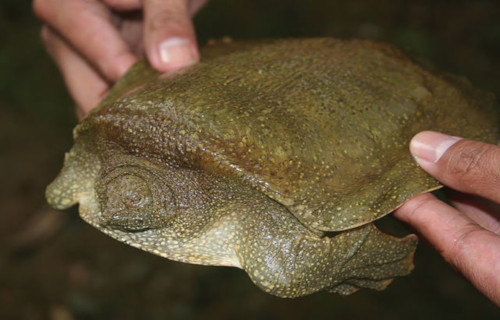 Cantors Giant Softshell Turtle, Pelochelys cantorii