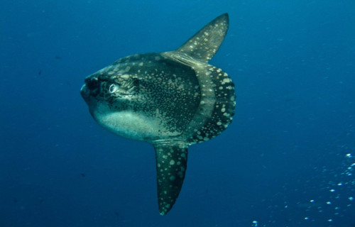 Mola Mola, Ocean Sunfish