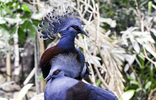 Victoria Crowned Pigeon, Goura victoria