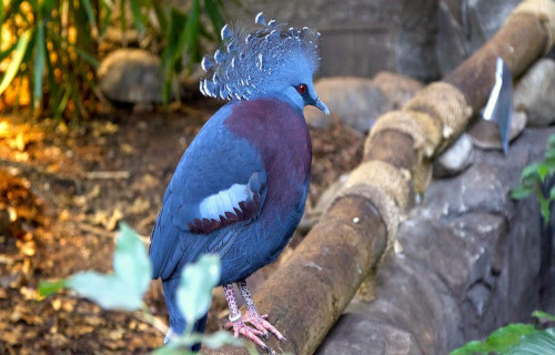 Victoria Crowned Pigeon, Goura victoria