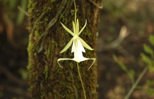 Ghost Orchid, Dendrophylax lindenii