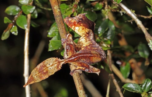 Astounding Lizards of the World