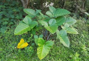 Arrowleaf Elephant Ear, Xanthosoma sagittifolium