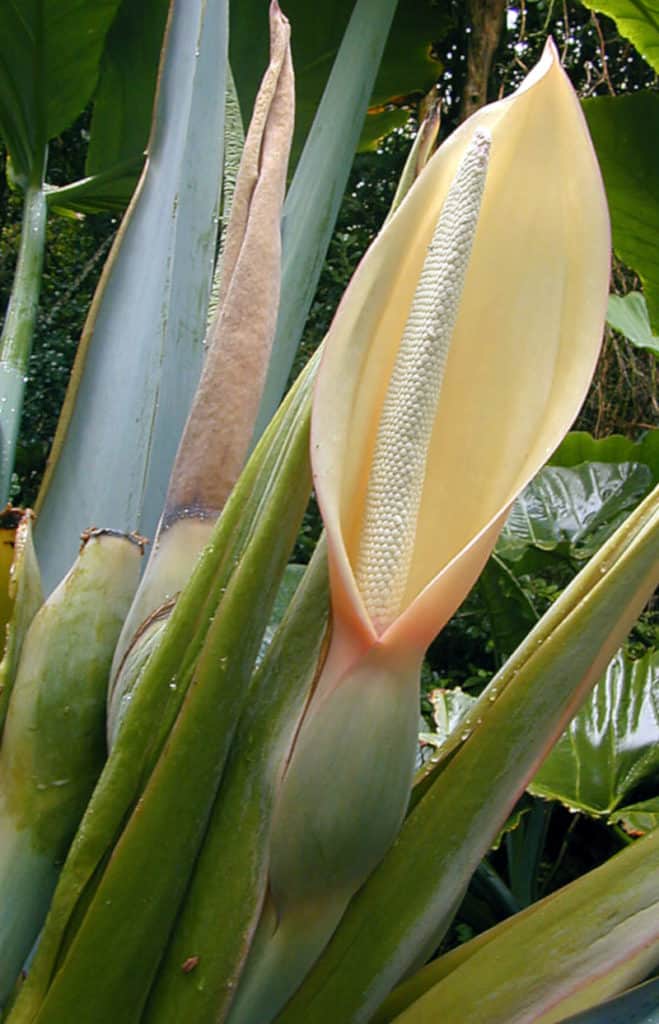 Arrowleaf Elephant Ear, Xanthosoma sagittifolium