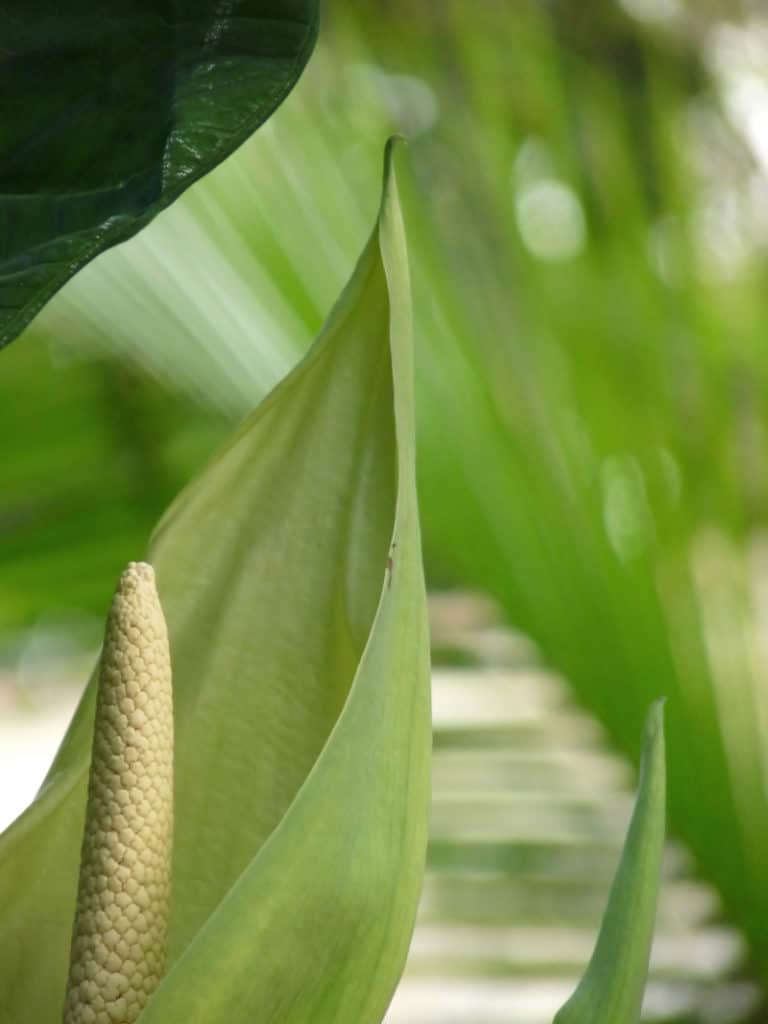 Arrowleaf Elephant Ear, Xanthosoma sagittifolium