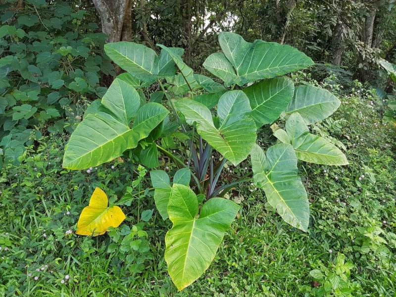 Arrowleaf Elephant Ear, Xanthosoma sagittifolium