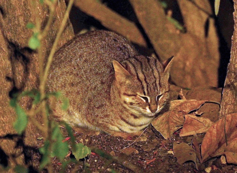Rusty-Spotted Cat, Prionailurus rubiginosus