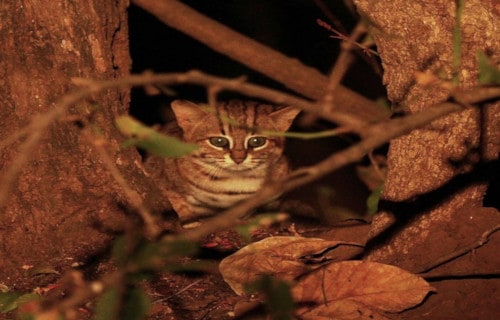 Rusty-Spotted Cat, Prionailurus rubiginosus