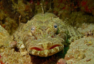 Crocodilefish, Cymbacephalus beauforti