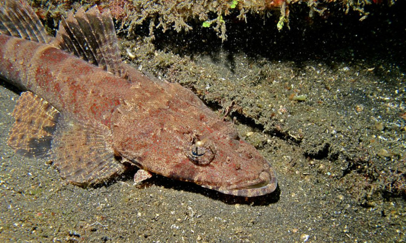 Crocodilefish, Cymbacephalus beauforti