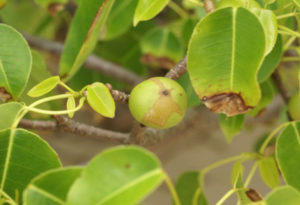 Death Apple Tree, Hippomane mancinella