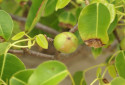 Death Apple Tree, Hippomane mancinella