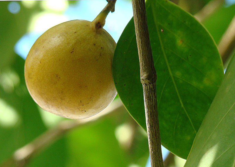 Death Apple Tree, Hippomane mancinella