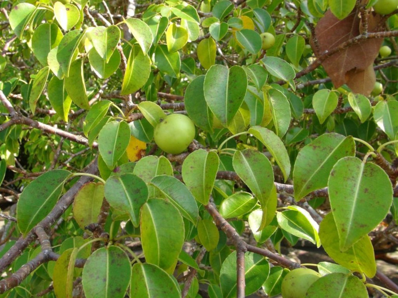 Death Apple Tree, Hippomane mancinella