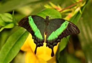 Emerald Swallowtail, Papilio palinurus