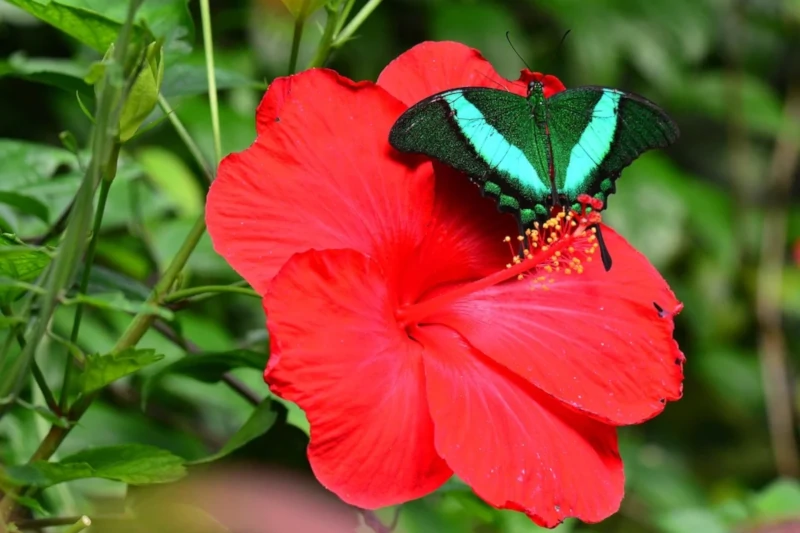 Emerald Swallowtail, Papilio palinurus