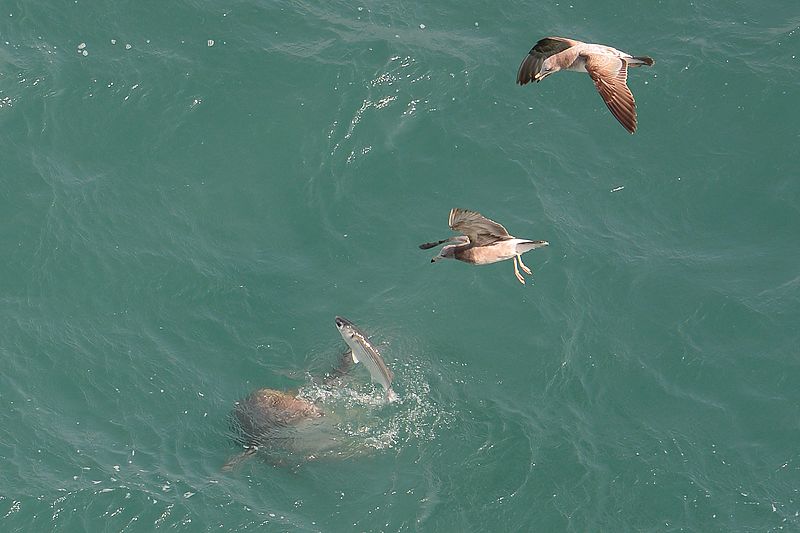 Finless Porpoise, Neophocaena phocaenoides