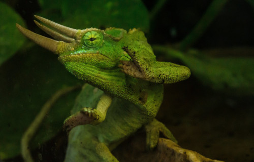 Jackson's Chameleon, Trioceros jacksonii