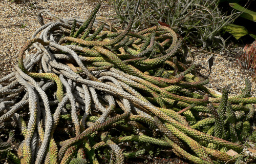 3 Wondrous African Woody Shrubs