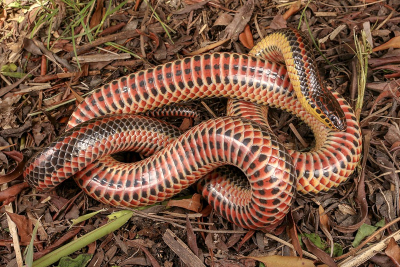 Rainbow Snake, Farancia erytrogramma