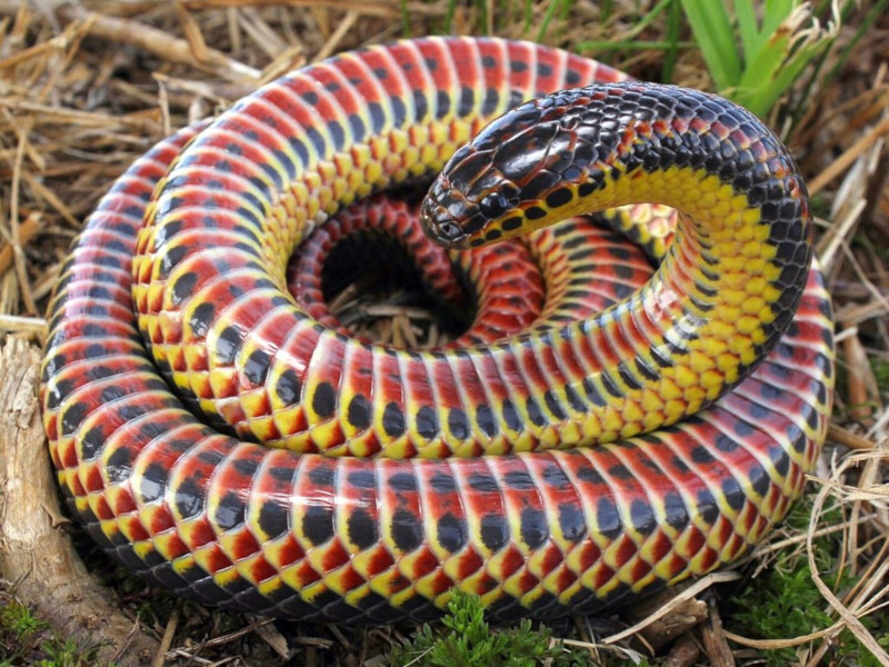 Rainbow Snake, Farancia erytrogramma