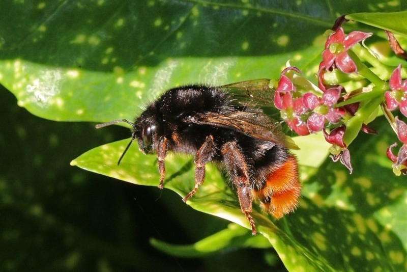 Red-Tailed Bumblebee, Bombus lapidarius