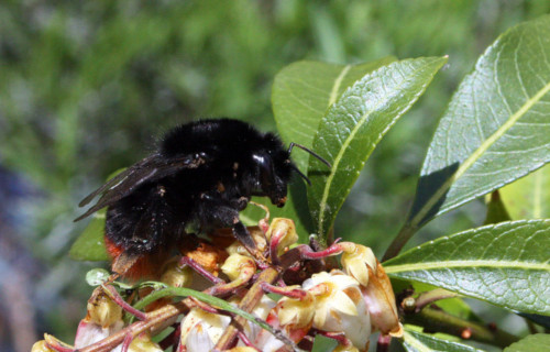 Red-Tailed Bumblebee, Bombus lapidarius
