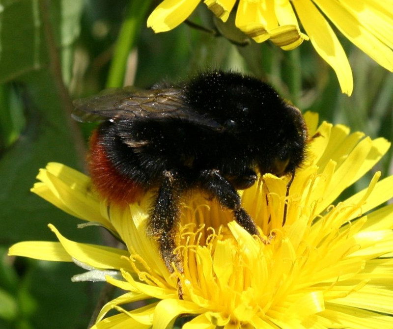 valse ekspedition Sæt tøj væk Red-Tailed Bumblebee l Widespread Bee - Our Breathing Planet