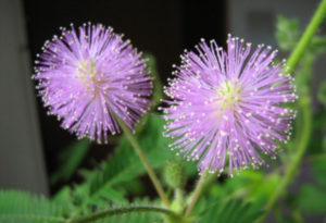 Shameplant, Mimosa pudica