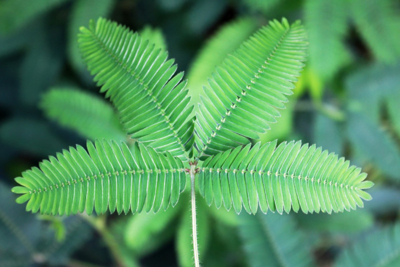 Shameplant, Mimosa pudica