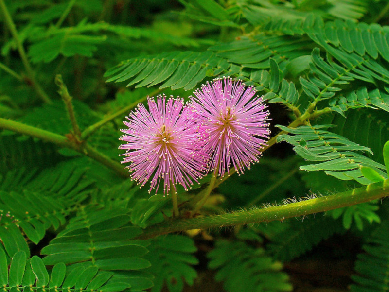 Shameplant, Mimosa pudica