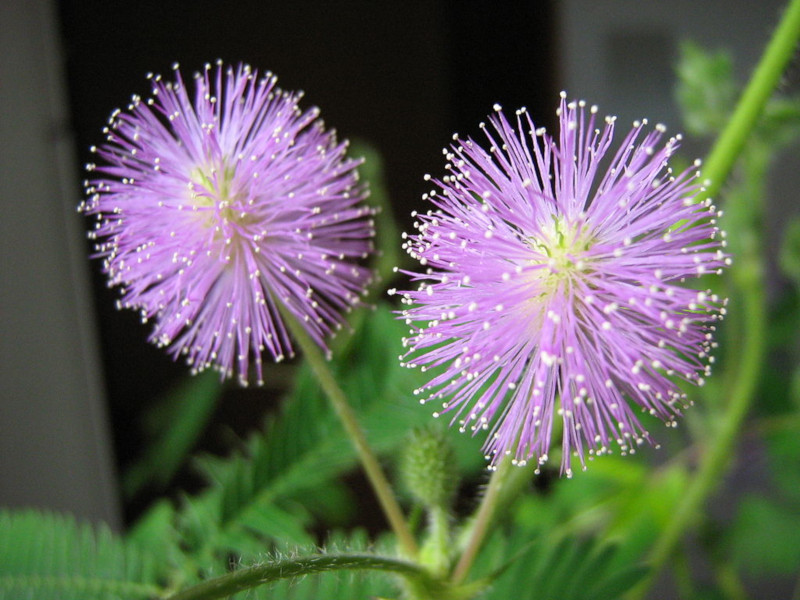 Shameplant, Mimosa pudica