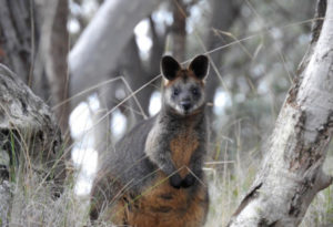 Swamp Wallaby, Wallabia bicolor