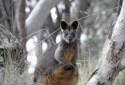 Swamp Wallaby, Wallabia bicolor