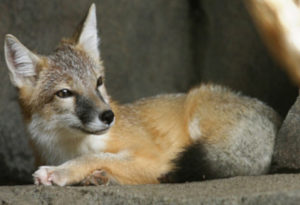 Swift Fox, Vulpes velox