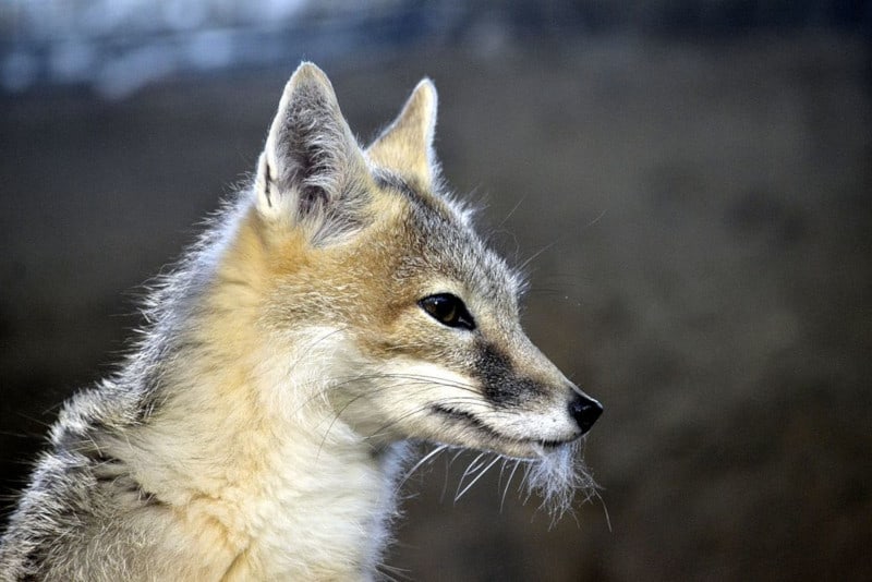 Swift Fox, Vulpes velox