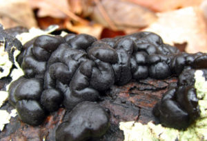 Black Witches' Butter, Exidia glandulosa