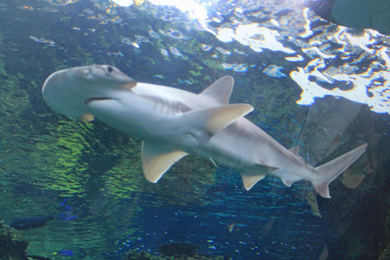 Bonnethead Shark, Sphyrna tiburo