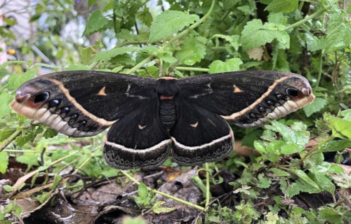 Calleta silkmoth, Eupackardia calleta