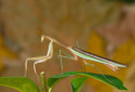 Chinese Mantis, Tenodera sinensis