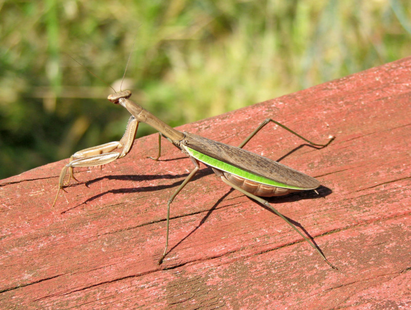 Chinese Mantis, Tenodera sinensis