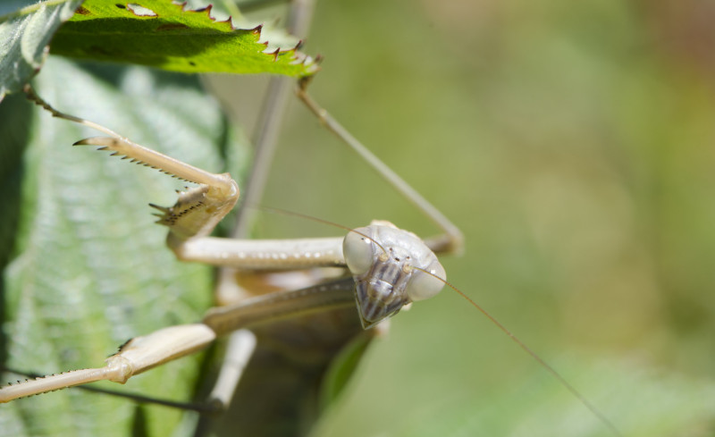 Chinese Mantis, Tenodera sinensis