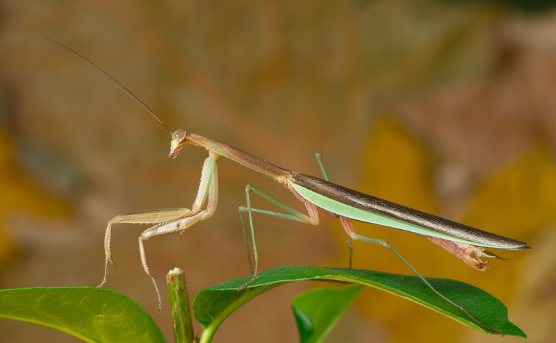 Chinese Mantis, Tenodera sinensis