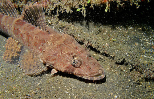 Crocodile Fish, Cymbacephalus beauforti
