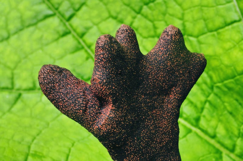 Dead Man's Fingers, Xylaria polymorpha